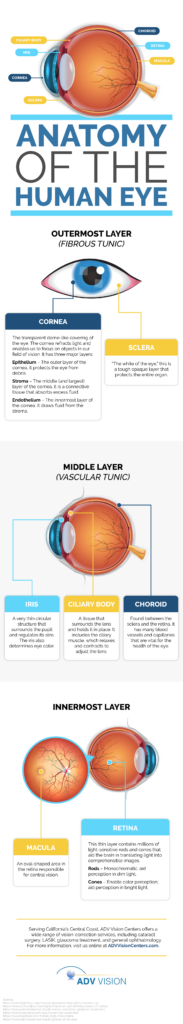 Anatomy of the Human Eye - ADV Vision Centers